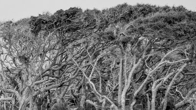 Windswept Trees in BW
