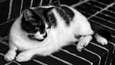 BW Cat