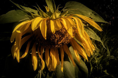 Sunflower in Decline