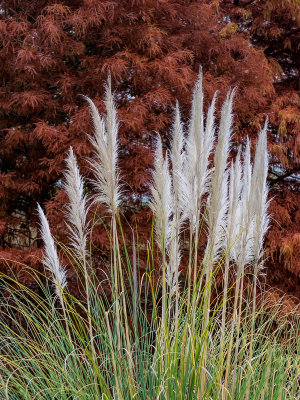 Pampas and Cypress