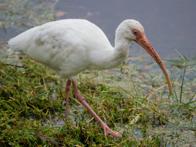Ibis and Weeds