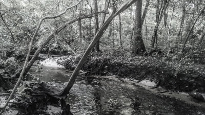 Deep  in the Woods BW