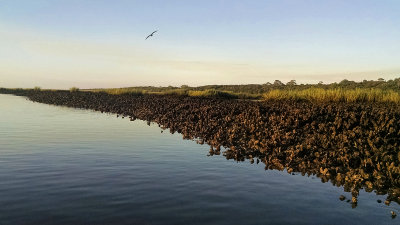 Oyster Beds