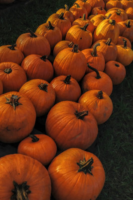 Pumpkins 4