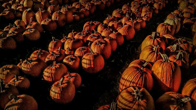 Pumpkins 5