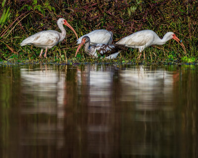 North Guana Lake #9