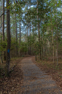 Path in the Forest 8.jpg