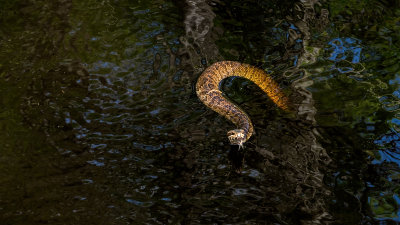 Water Moccasin