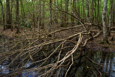 Gourd Island Conservation Area #7