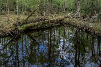 Gourd Island Conservation Area #9