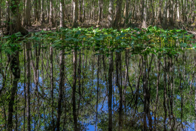 Gourd Island Conservation Area #10