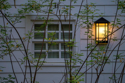 Lamp, Window, and Foliage