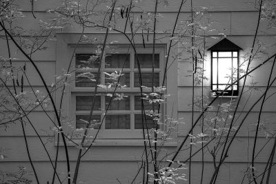 Lamp Window and Foliage BW