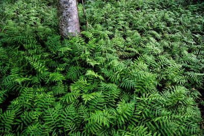 Ground Cover