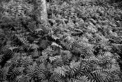 Ground Cover BW