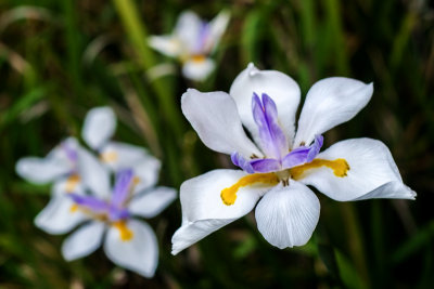 African Irises