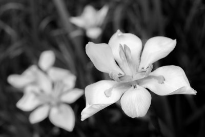 African Irises BW.jpg