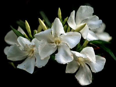 Oleander Blossoms #1