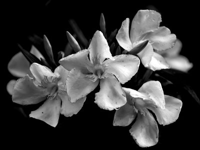 Oleander Blossoms #1 BW