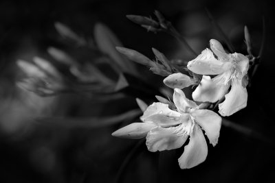 Oleander Blossoms #2 BW