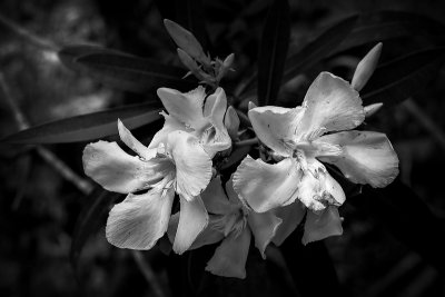 Oleander Blossoms #3 BW