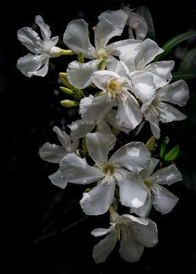 Oleander Blossoms #4