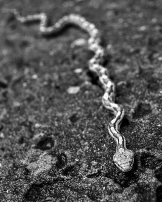 Slithering BW