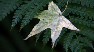 Leaf and Fern