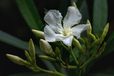 Oleander Blossoms #5