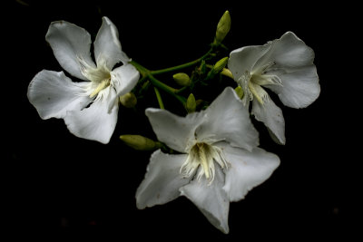 Oleander Blossoms #6