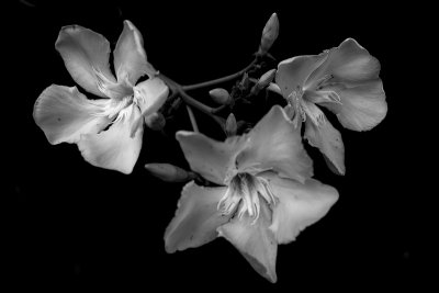 Oleander Blossoms #6 BW