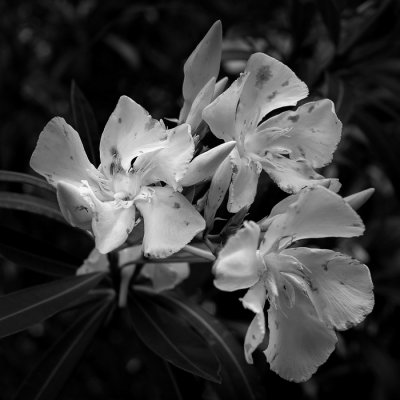 Oleander Blossoms #7 BW