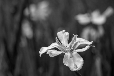 African Iris BW