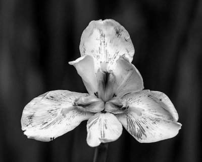 African Iris II BW