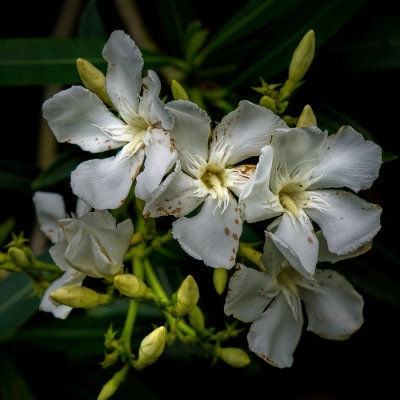 Oleander Blossoms #9