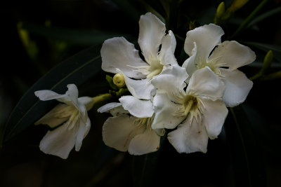 Oleander Blossoms #10