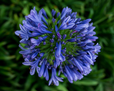 Blue on Green