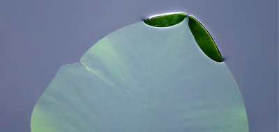 Lilly Pad Submerged