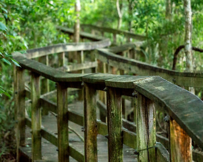 Forest Boardwalk II