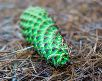 Green Cone