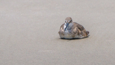 Shore Bird