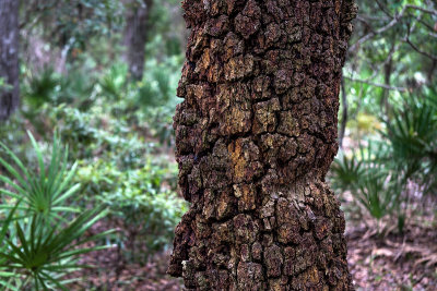 Guana River Preserve #2