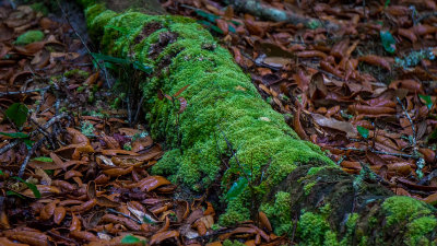 Guana River Preserve #3