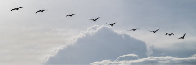 Pelicans in the Afternoon Clouds