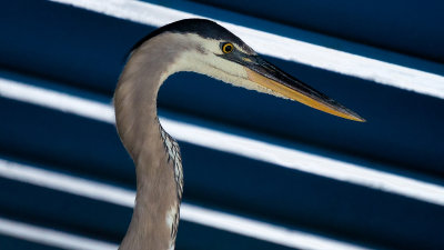 Great Blue under the Main Street Bridge