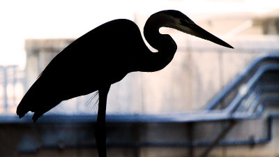 Heron Silhouette 