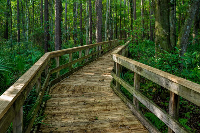 Fresh Boardwalk