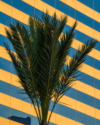 Fronds and Facade