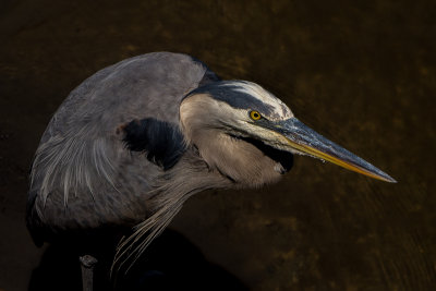 Great Blue Heron Studio Shot