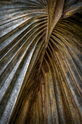 Wilted Frond
